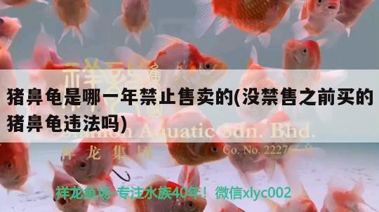 豬鼻龜是哪一年禁止售賣的(沒禁售之前買的豬鼻龜違法嗎) 豬鼻龜是哪一年禁止售賣的(沒禁售之前買的豬鼻龜違法嗎) 豬鼻龜百科