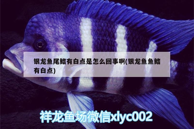 銀龍魚尾鰭有白點是怎么回事啊(銀龍魚魚鰭有白點)