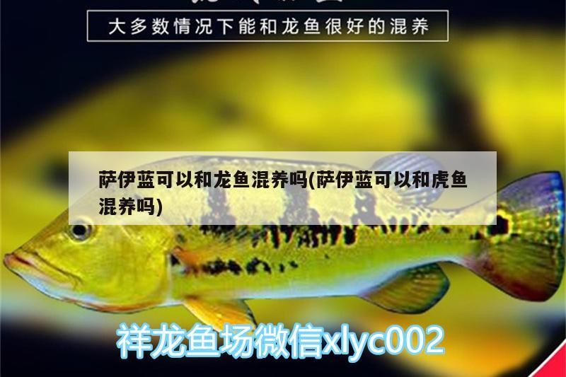 薩伊藍可以和龍魚混養嗎(薩伊藍可以和虎魚混養嗎)