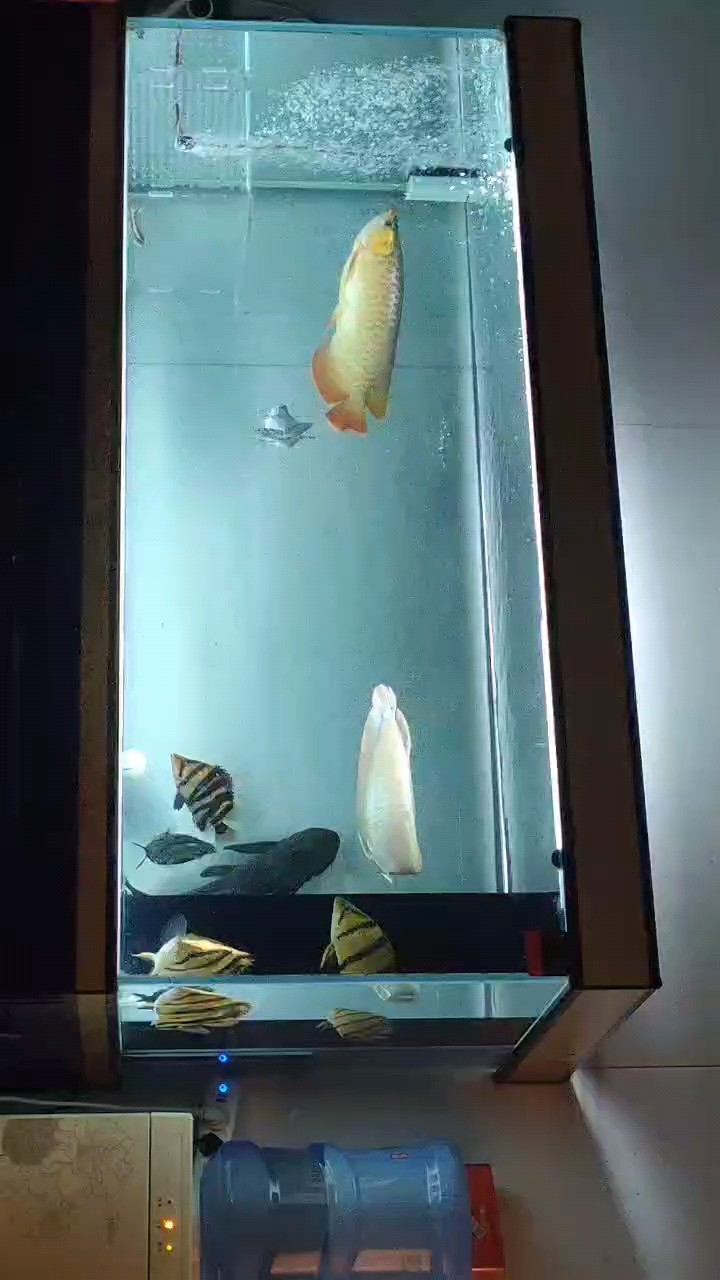 五個多月的紅龍，