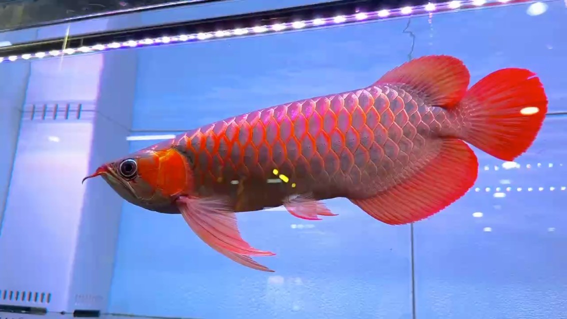 戰(zhàn)車體下掛胸鰭大湖魚(yú)
尺寸43cm  滿腮發(fā)色
鐮刀鰭  七鰭張力足  大鰭大尾