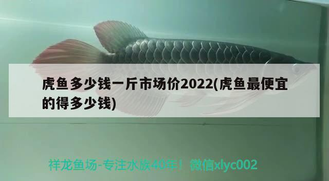 虎魚多少錢一斤市場價2022(虎魚最便宜的得多少錢)