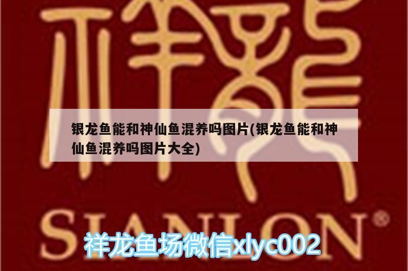 銀龍魚能和神仙魚混養(yǎng)嗎圖片(銀龍魚能和神仙魚混養(yǎng)嗎圖片大全) 銀龍魚能和神仙魚混養(yǎng)嗎圖片(銀龍魚能和神仙魚混養(yǎng)嗎圖片大全) 銀龍魚百科