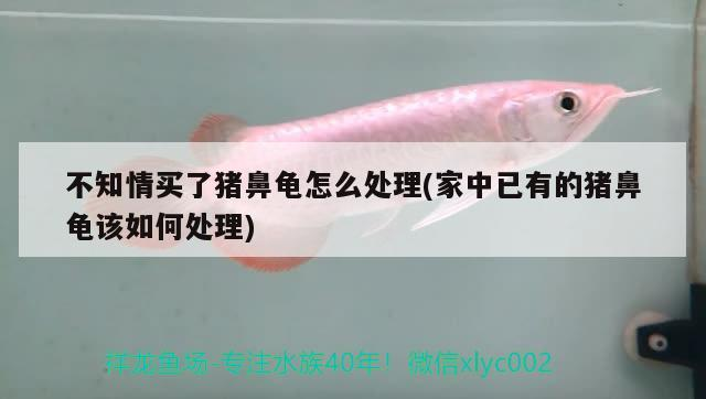 不知情買了豬鼻龜怎么處理(家中已有的豬鼻龜該如何處理) 不知情買了豬鼻龜怎么處理(家中已有的豬鼻龜該如何處理) 豬鼻龜百科