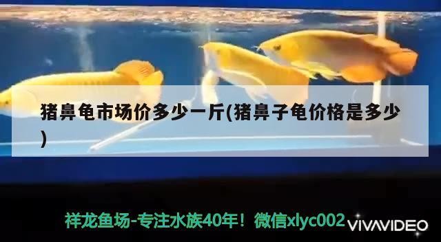 豬鼻龜市場價多少一斤(豬鼻子龜價格是多少)