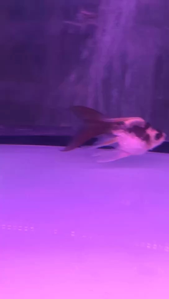 蝴蝶鯉配魚，球瑪雅