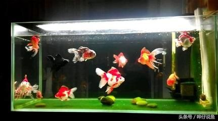 玻璃魚缸養金魚好嗎：玻璃魚缸養金魚是否合適