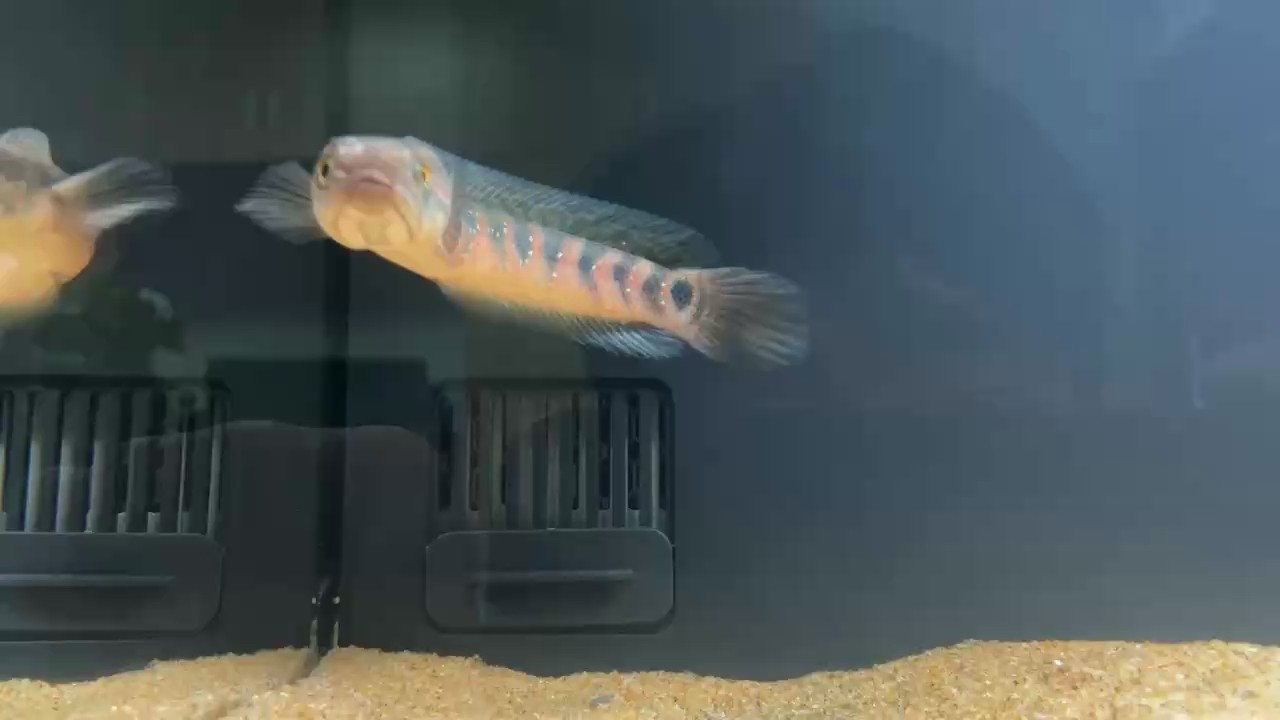 大神們教教我如何養