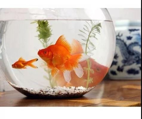 梅州市梅江區金祥水族店（梅州市梅江區金祥水族店地址）
