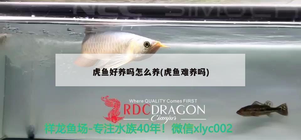 虎魚好養嗎怎么養(虎魚難養嗎)