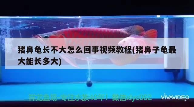 豬鼻龜長不大怎么回事視頻教程(豬鼻子龜最大能長多大)