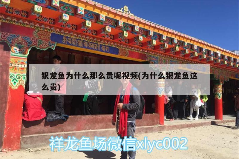金龍魚 銀龍魚為什么那么貴呢視頻(為什么銀龍魚這么貴) 銀龍魚百科 銀龍魚為什么那么貴呢視頻(為什么銀龍魚這么貴) 銀龍魚為什么那么貴呢視頻(為什么銀龍魚這么貴) 銀龍魚百科