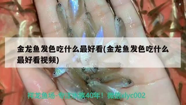 入手一條小紅龍求知養紅龍需要注意什么品相怎么樣？