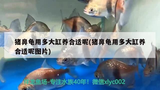 豬鼻龜換水后多長時(shí)間能喂食(豬鼻子龜多久喂一次)