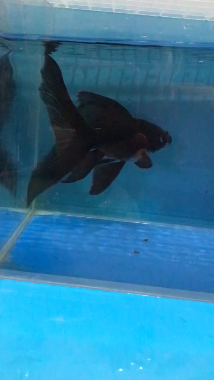 蝴蝶鯉配魚，滿身都是鰭的墨蝶