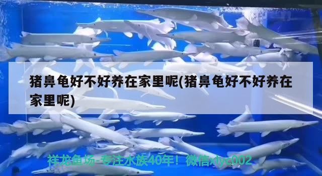 魚缸用增氧泵價格是多少:魚缸增氧機-xtrac增氧機-xtrac增氧機 豬鼻龜好不好養在家里呢(豬鼻龜好不好養在家里呢) 豬鼻龜百科 豬鼻龜好不好養在家里呢(豬鼻龜好不好養在家里呢) 豬鼻龜好不好養在家里呢(豬鼻龜好不好養在家里呢) 豬鼻龜百科