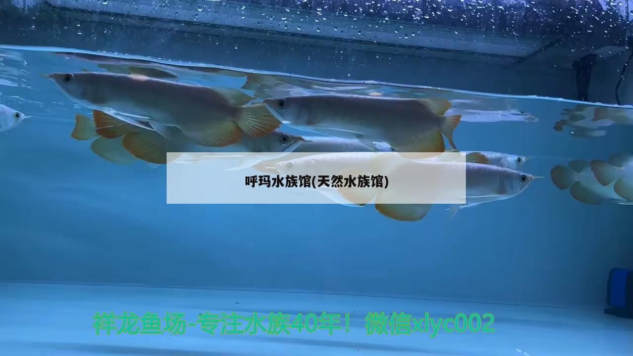 呼瑪水族館(天然水族館)