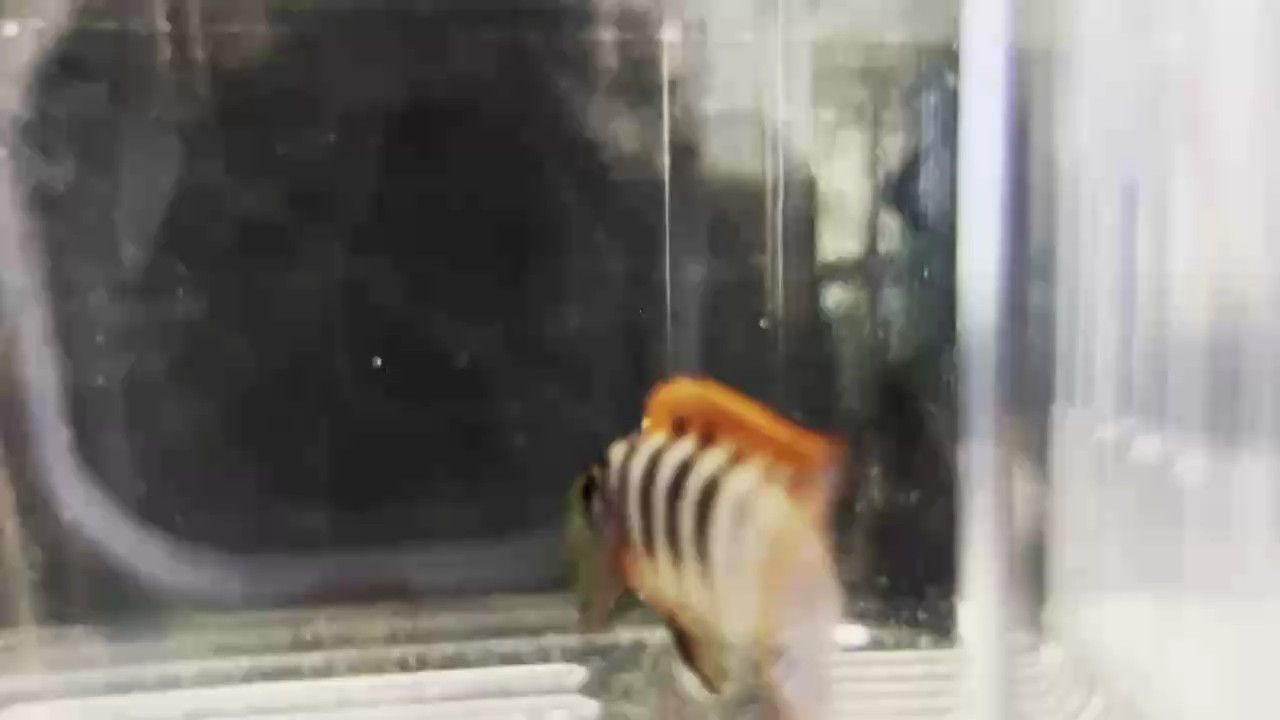 紅雞[haha] 紅雞[haha] 龍魚論壇