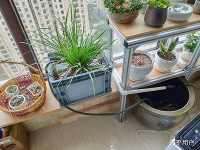 北陽臺放魚缸有什么講究嘛：陽臺養魚的風水講究