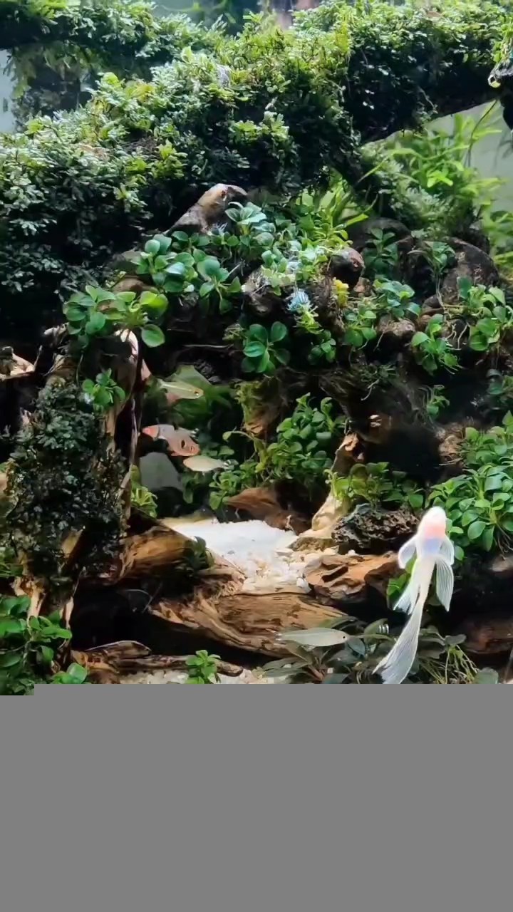近拍