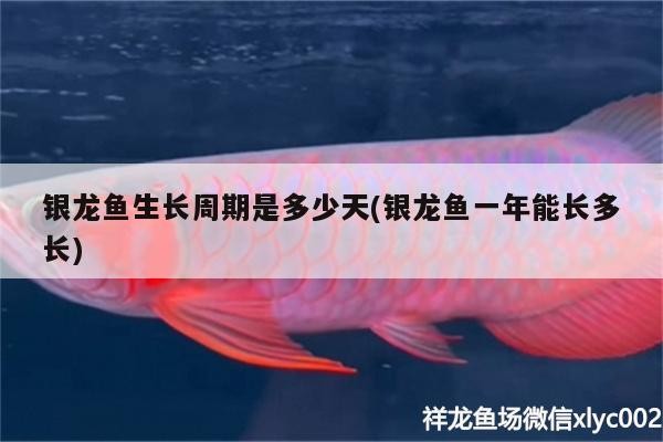 給大魚缸換水的作文:體驗給大魚缸換水的樂趣:體驗給大魚缸換水:給大魚缸換水的作文 銀龍魚生長周期是多少天(銀龍魚一年能長多長) 銀龍魚百科 銀龍魚生長周期是多少天(銀龍魚一年能長多長) 銀龍魚生長周期是多少天(銀龍魚一年能長多長) 銀龍魚百科