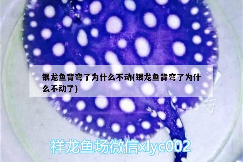 銀龍魚背彎了為什么不動(銀龍魚背彎了為什么不動了) 銀龍魚背彎了為什么不動(銀龍魚背彎了為什么不動了) 銀龍魚百科