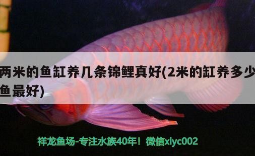 鸚鵡魚和銀龍魚混養怎樣喂食 兩米的魚缸養幾條錦鯉真好(2米的缸養多少魚最好) 紅龍魚百科 兩米的魚缸養幾條錦鯉真好(2米的缸養多少魚最好) 兩米的魚缸養幾條錦鯉真好(2米的缸養多少魚最好) 紅龍魚百科