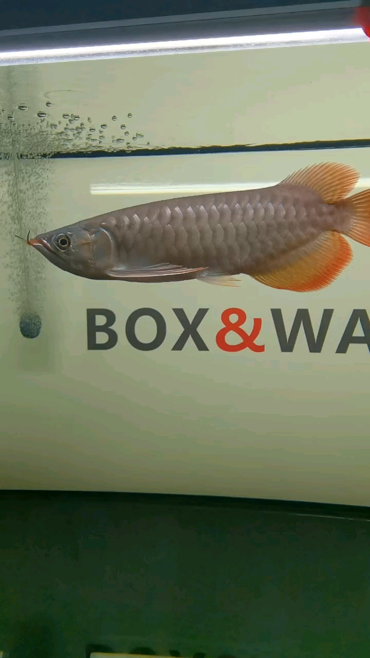 新手養(yǎng)魚！