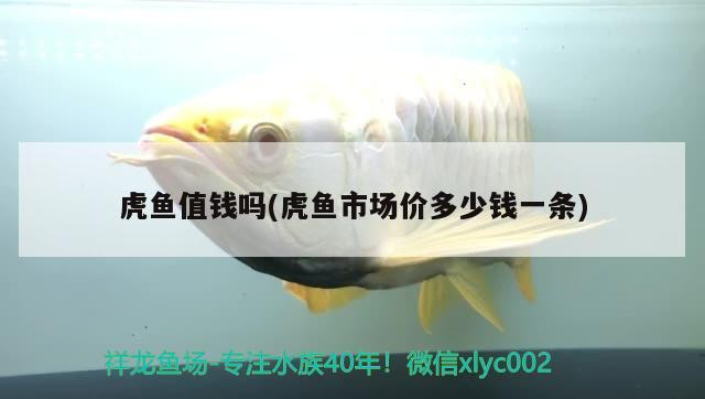 虎魚(yú)值錢(qián)嗎(虎魚(yú)市場(chǎng)價(jià)多少錢(qián)一條) 虎魚(yú)百科 第1張 虎魚(yú)值錢(qián)嗎(虎魚(yú)市場(chǎng)價(jià)多少錢(qián)一條) 虎魚(yú)值錢(qián)嗎(虎魚(yú)市場(chǎng)價(jià)多少錢(qián)一條) 虎魚(yú)百科 第1張