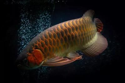 紅龍魚缸用什么背景好 紅龍魚缸用什么背景好 龍魚百科 第1張