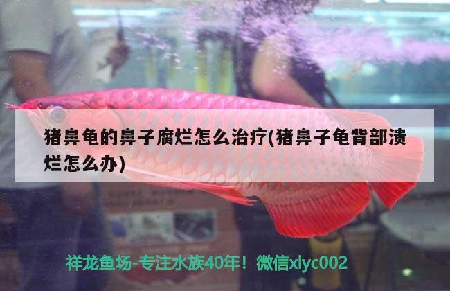 豬鼻龜的鼻子腐爛怎么治療(豬鼻子龜背部潰爛怎么辦) 豬鼻龜的鼻子腐爛怎么治療(豬鼻子龜背部潰爛怎么辦) 豬鼻龜百科