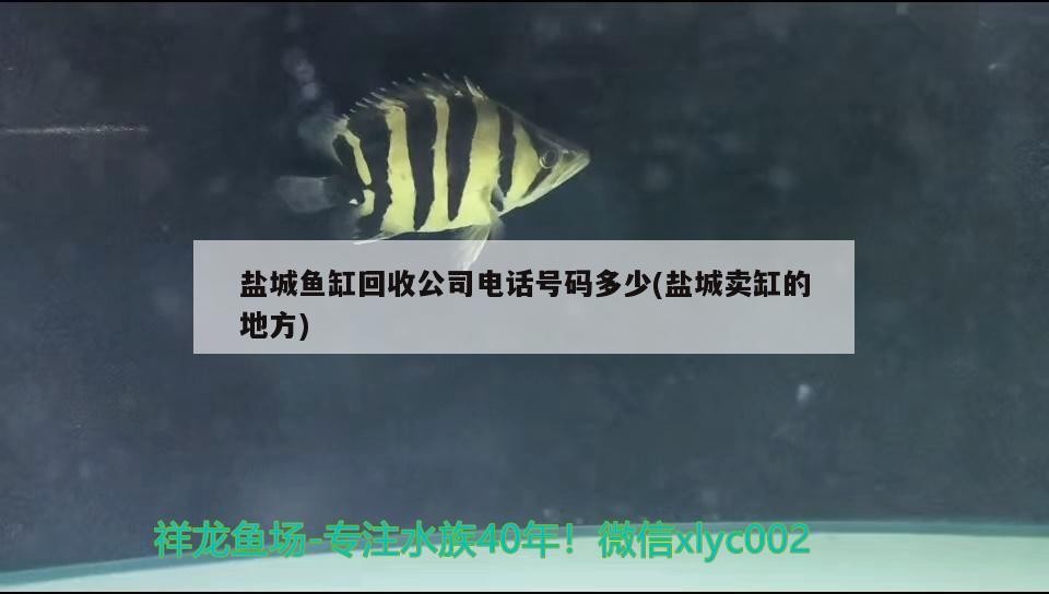 鹽城魚缸回收公司電話號碼多少(鹽城賣缸的地方) 鹽城魚缸回收公司電話號碼多少(鹽城賣缸的地方) 虎魚百科