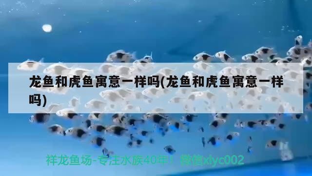 龍魚和虎魚寓意一樣嗎(龍魚和虎魚寓意一樣嗎) 龍魚和虎魚寓意一樣嗎(龍魚和虎魚寓意一樣嗎) 虎魚百科