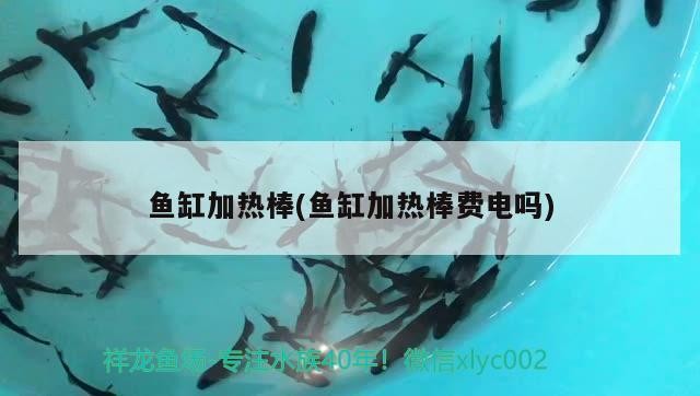 虎魚(yú)的種類圖片大全大圖(虎魚(yú)的種類圖片大全大圖視頻)