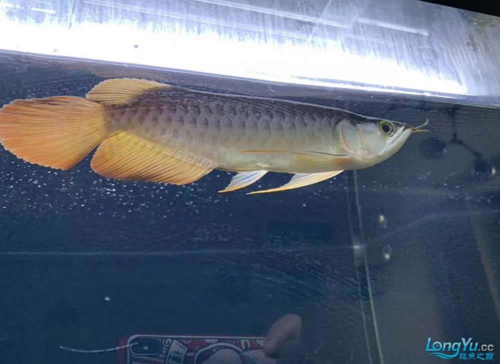 因為死一條魚我淚奔了。 因為死一條魚我淚奔了。 龍魚論壇 第1張
