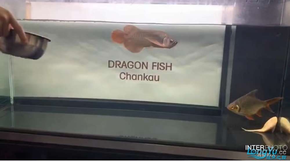 因為死一條魚我淚奔了。 因為死一條魚我淚奔了。 龍魚論壇 第2張