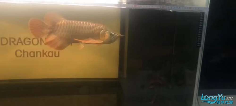 因為死一條魚我淚奔了。 因為死一條魚我淚奔了。 龍魚論壇 第3張