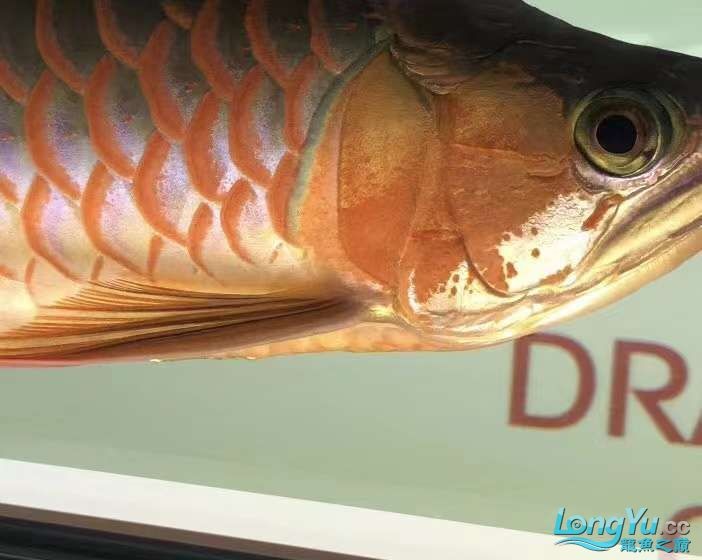 因為死一條魚我淚奔了。 因為死一條魚我淚奔了。 龍魚論壇 第5張