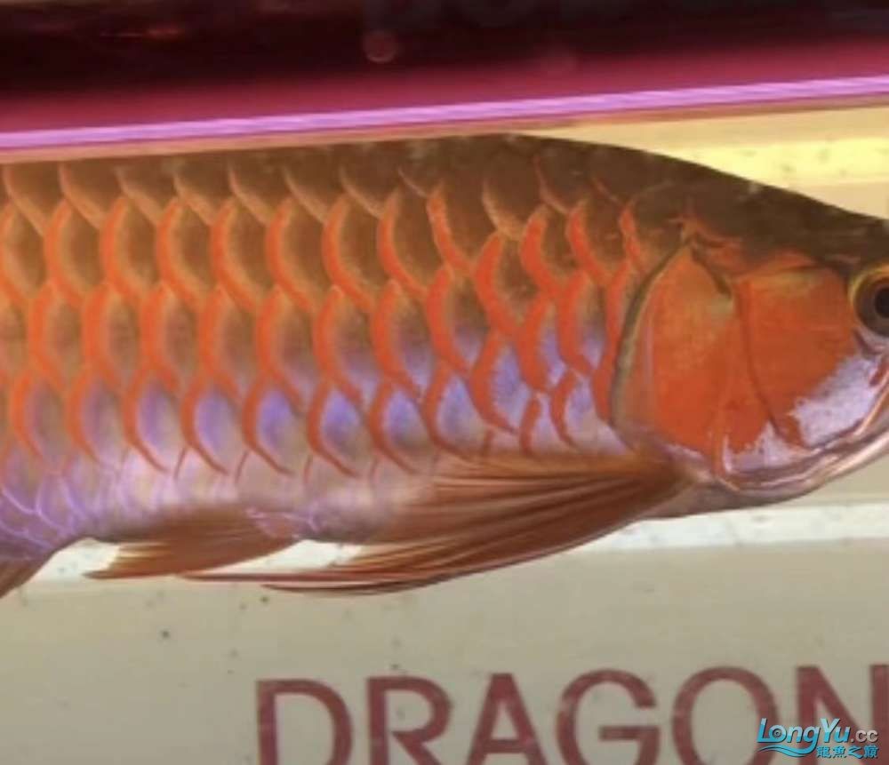 因為死一條魚我淚奔了。 因為死一條魚我淚奔了。 龍魚論壇 第4張
