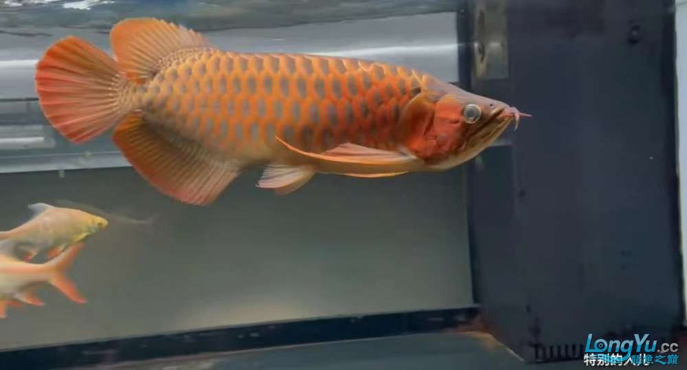 因為死一條魚我淚奔了。 因為死一條魚我淚奔了。 龍魚論壇 第8張