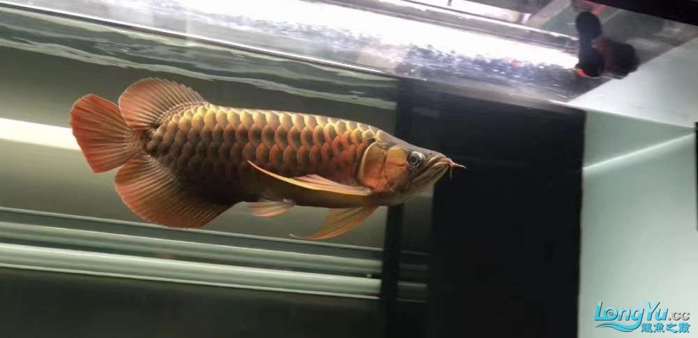 因為死一條魚我淚奔了。 因為死一條魚我淚奔了。 龍魚論壇 第6張