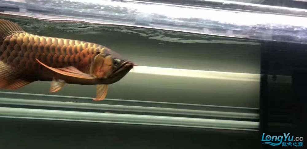 因為死一條魚我淚奔了。 因為死一條魚我淚奔了。 龍魚論壇 第7張