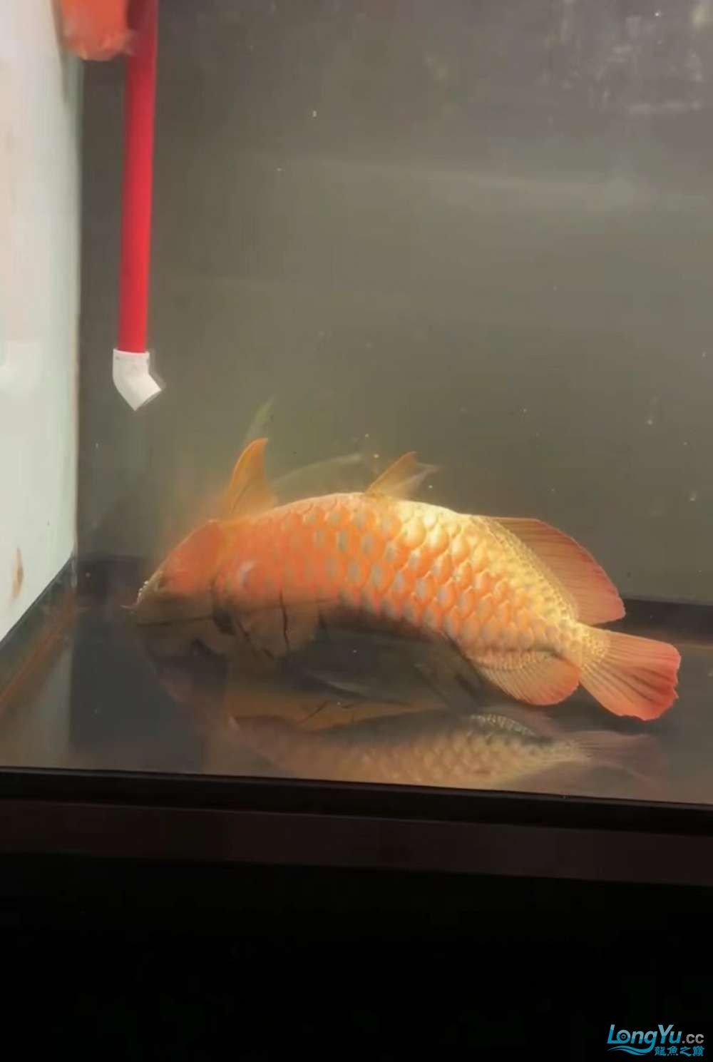 因為死一條魚我淚奔了。 因為死一條魚我淚奔了。 龍魚論壇 第11張