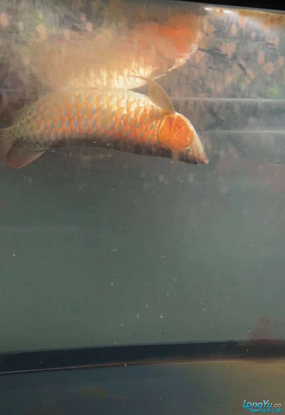 因為死一條魚我淚奔了。 因為死一條魚我淚奔了。 龍魚論壇 第10張