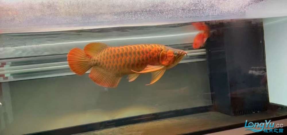 因為死一條魚我淚奔了。 因為死一條魚我淚奔了。 龍魚論壇 第9張