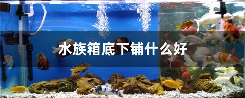 銀龍魚跟啥魚混養(yǎng)好呢(銀龍魚適合和什么魚混養(yǎng))