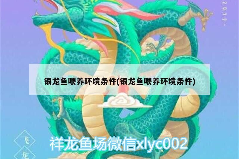銀龍魚喂養(yǎng)環(huán)境條件(銀龍魚喂養(yǎng)環(huán)境條件) 銀龍魚喂養(yǎng)環(huán)境條件(銀龍魚喂養(yǎng)環(huán)境條件) 銀龍魚百科