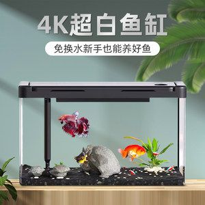 白魚缸養什么魚好看：適合在白色魚缸中飼養的幾種魚類