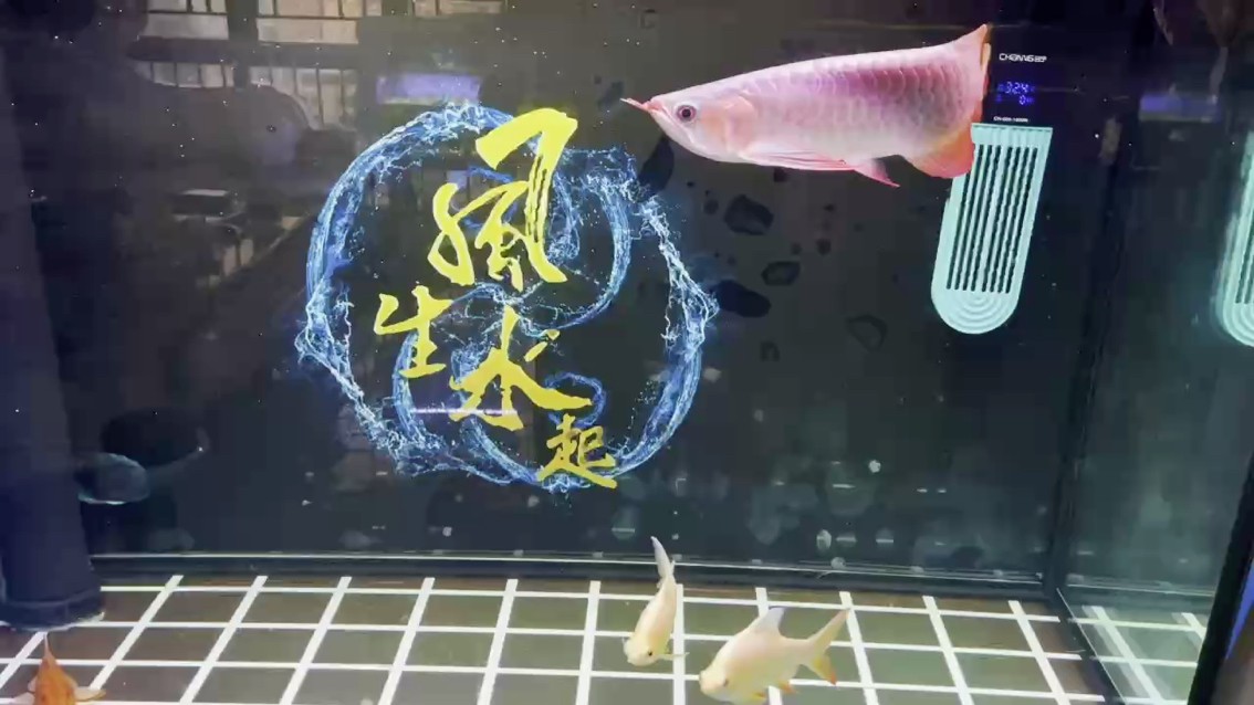 3周 3周 龍魚論壇
