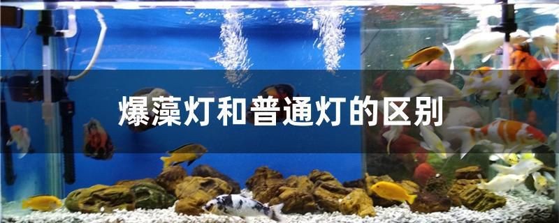 爆藻燈和普通燈的區別
